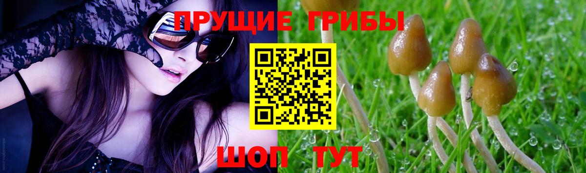 Ахтубинск  Галлюциногенные грибы Cubensis  Вход с VPN 